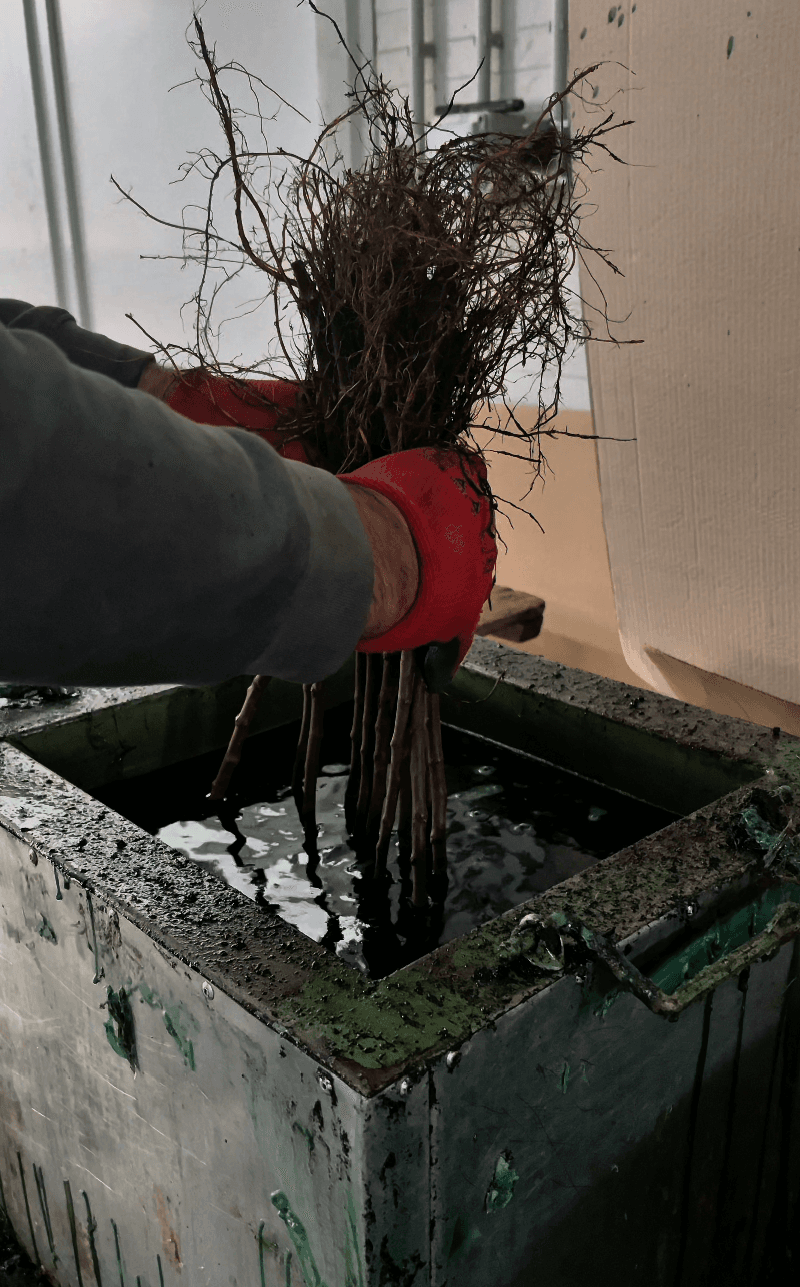 Hand-Grafting & Packing Export-Ready Fruit Seedlings
