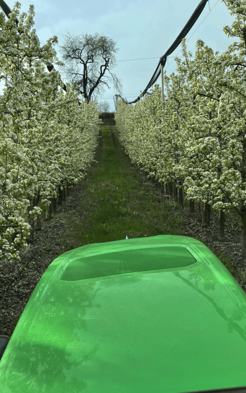 From Seedling to Juicy Pear