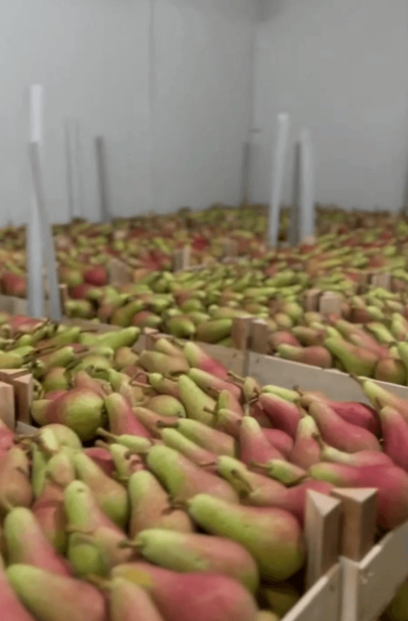 From Orchard to Global Markets: The Journey of Pears 🍐✈️