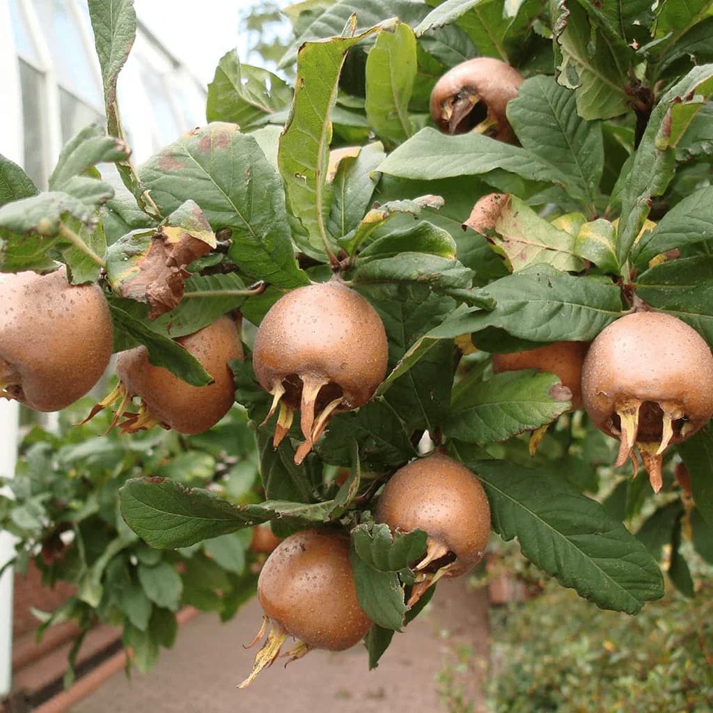 Domaća