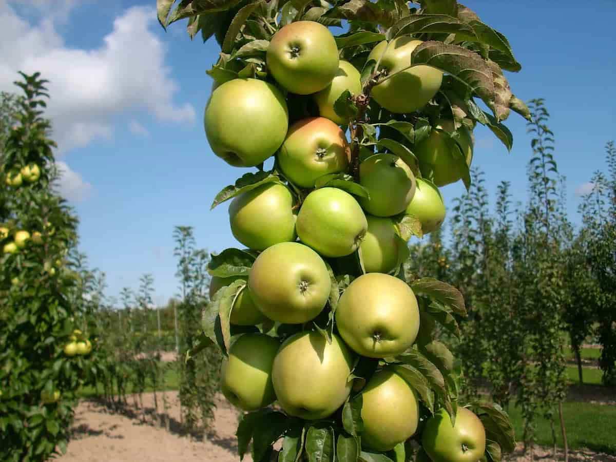 Stubasta jabuka