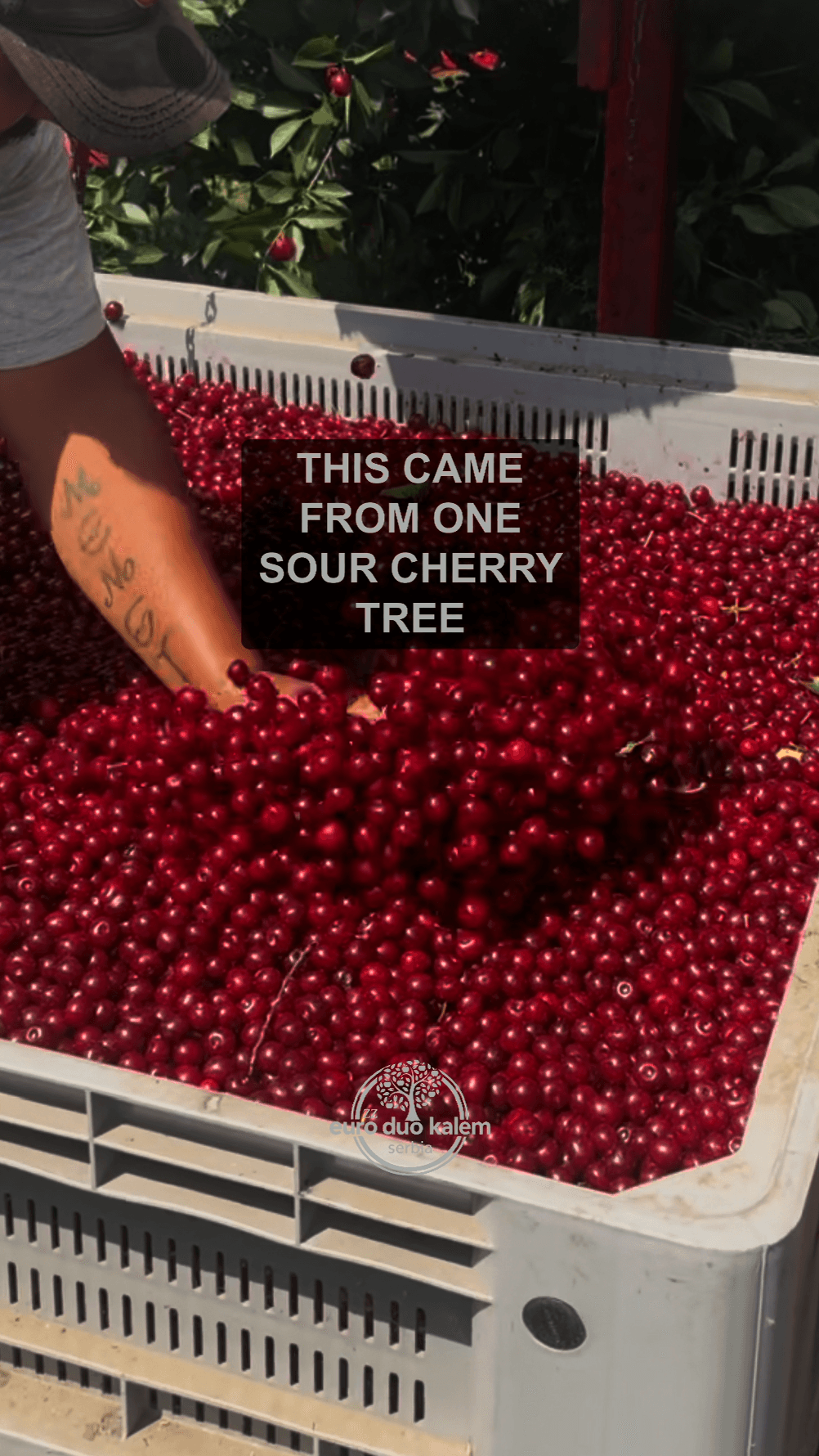 Crate overflowing with sour cherries harvested from a single Euro Duo Kalem tree
