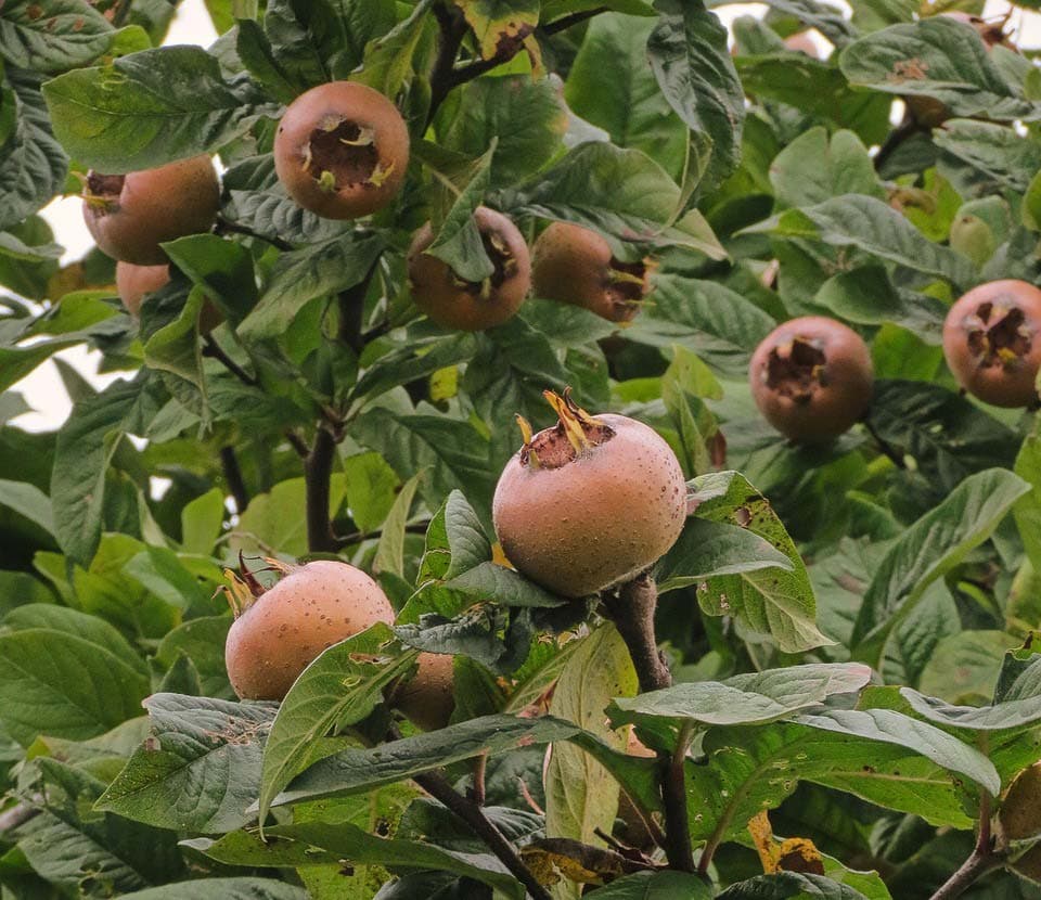 Mušmula
